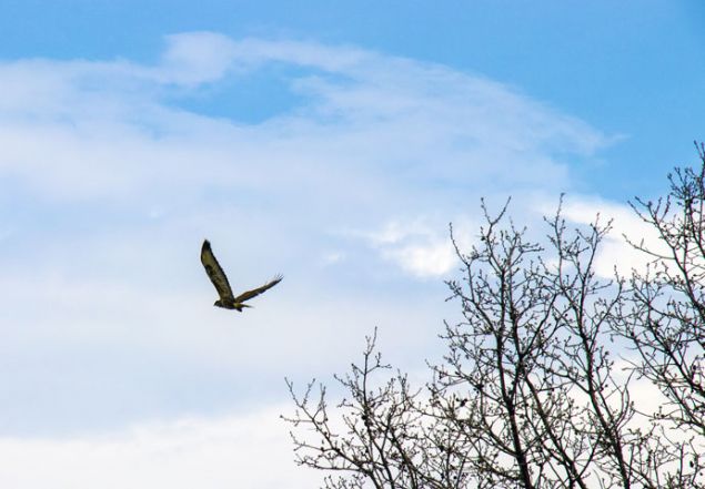                                                                 Geni bir alana yaylabildiklerini anlatan Karaka, 'Kk memeliler, srngenler, bcekler ve kk tr kularla besleniyorlar. Onun iin tarmsal anlamda ok yararl varlklar. zellikle gnein batmasna yakn aalarn zerinde toplanr ve tnerler. G gzergahnda dinlenirler.' dedi.                                                         