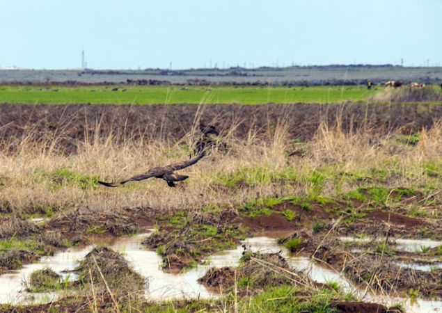                                                                 ahinlerin insanlar iin tehlike oluturmadn vurgulayan Karaka, iftilerin ve dier vatandalarn ahin grnce panie kaplmamasn, onlarn da insanlardan ekindiini kaydetti.                                                         