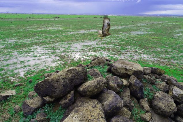                                                                 Son gnlerde blgede youn ekilde grlen ahinlerin mkemmel bir grsel oluturduunu aktaran Tomar, unlar syledi: 'Blgemiz g kular iin gzergah ve dinlenme alan. Bu srete bizler onlarn gn salkl tamamlamas iin aba gstermemiz gerekirken kendini bilmez avclar onlara zarar veriyor. Bu hayvanlar gvende olduklarn hissettii mddete bizim misafirimiz olur yoksa buralar terk edebilir, onun iin ltfen herkes bu canllara saygl olsun.'                                                         