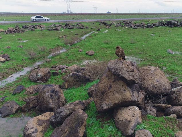                                                                 ahinin kanadndan yaralandn dile getiren Tomar, 'Kyde yaayan bir vatanda kanadndan yaral ahini bana getirdi. Pansuman sargs yaptk. Vatanda, ahin iyileip tekrardan uana kadar ona bakacan syledi.' diye konutu.                                                         