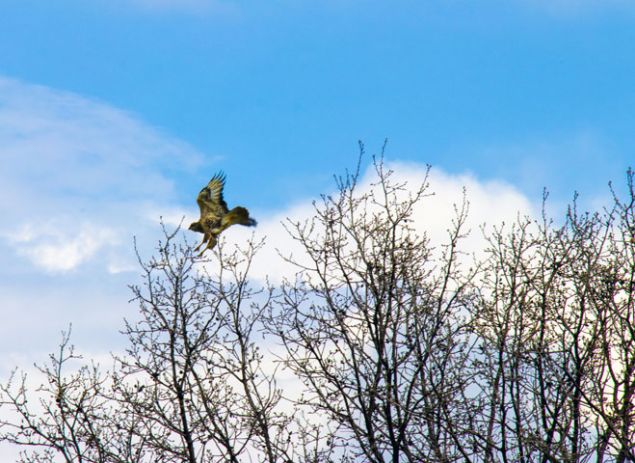                                                                 Ergani ilesinde avclarn ate etmesi sonucu samalarla yaralanan bir ahinin kanadn tedavi eden veteriner hekim Mesut Tomar da bilinsiz avlanmann doaya zarar verdiini dile getirdi.                                                         