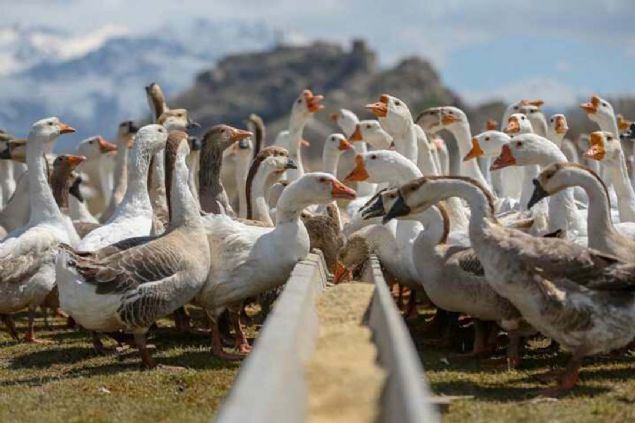 B�y�kl�kleri ve lezzetiyle ilgi �eken kazlar �zellikle Kars, Ankara, �stanbul ve Ad�yaman gibi illerden yo�un talep g�r�yor. 