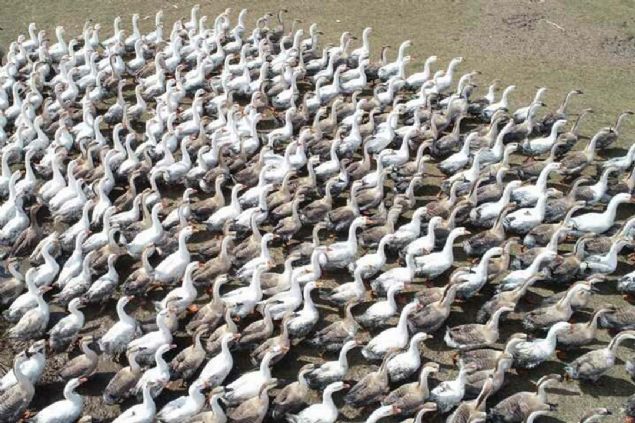 'Toulouse kaz� y�lda en fazla 30 yumurta veriyor ve baz� yumurtalar� bozuk ��kabiliyor. Boylar� ve kilolar� di�er kazlara oranla neredeyse iki kat�. Fiyatlar� ise bin 500-2 bin lira aras�nda. Tesisimizde Toulouse kaz� d���nda �in kazlar�, Linda, Frans�z G36 ile G35, Amerikan kaz�, Alman kaz�, Afrika Gerdan kaz�, Rusya kaz� ve Frans�z Kraliyet kaz� gibi t�rleri de �retiyoruz.' 