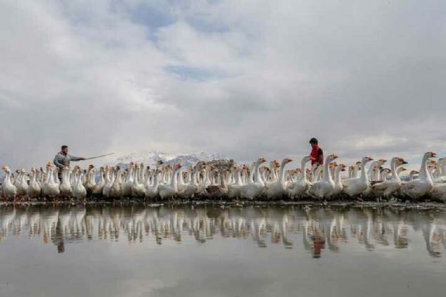 �niversite ��rencilerinin de s�kl�kla ziyaret etti�i �iftlikteki kazlar, 14-15 kilogram a��rl��a ula�abiliyor. 