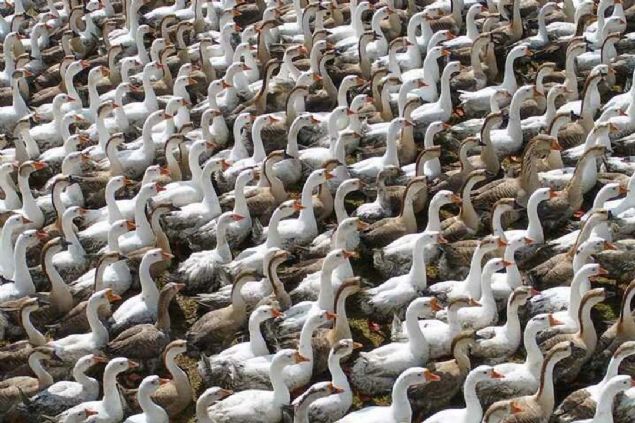 Baz� �rklar�n �retiminin az oldu�unu, bunun da o kaz� de�erli ve pahal� yapt���n� ifade eden A�ao�lu, ��yle konu�tu:      