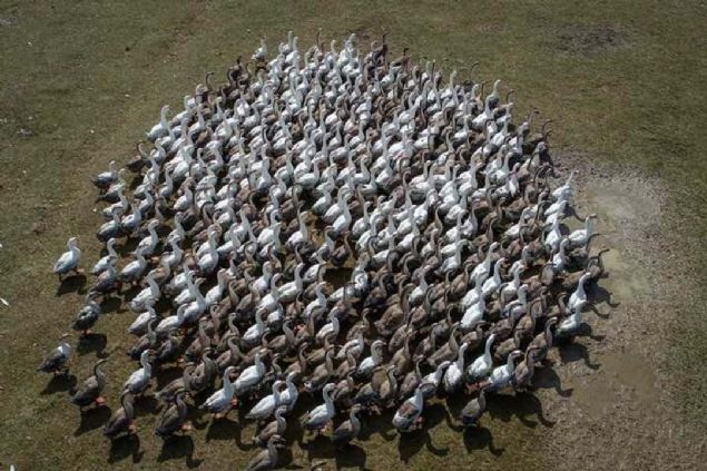 'Kentte �u anda 50'ye yak�n kaz yeti�tiricisi var. �iftli�imizde d�nyan�n �e�itli �lkelerine ait kazlar� yeti�tiriyoruz. Bunlardan hem yumurta hem civciv hem de et elde ediyoruz. Kaz eti �ok lezzetli oldu�u i�in talebe yeti�emiyoruz. Y�lda 5-6 bin kaz �retiyoruz. Bunlar�n �o�u civciv olarak �ran ve Irak'a sat�l�yor.' 