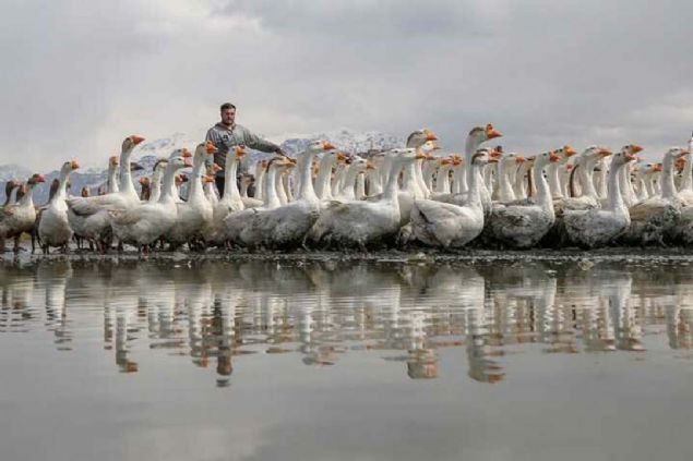 Van'da kaz yeti�tiricileri Burhan Aslan, Murat A�ao�lu ve Musa Peker, �in, Fransa, Almanya, Afrika, ABD ve Rusya gibi �lkelerden internet �zerinden kaz yumurtas� sat�n ald�. 