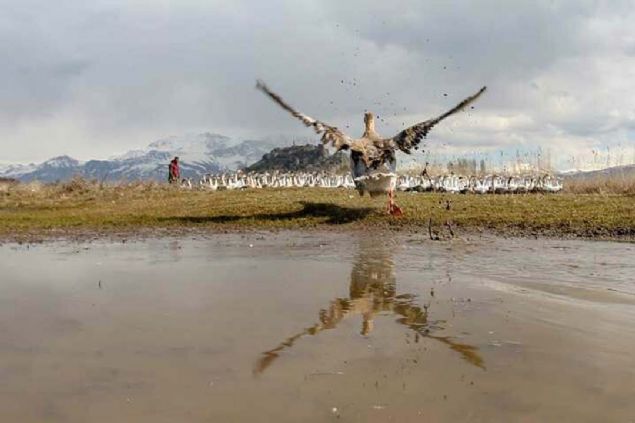 'Toulouse kaz�' ilgi �ekiyor  <br><br>  �iftlikte yumurta �retiminde kullan�lan 4 'Toulouse kaz�' g�r�nt�s� ve a��rl��� ile dikkati �ekiyor. 