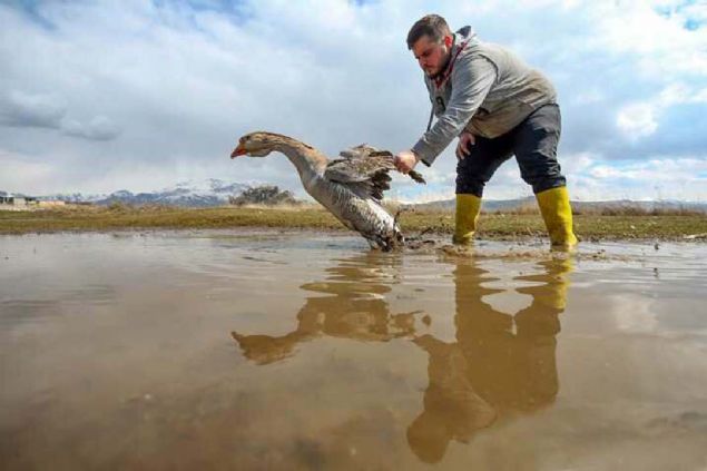 Yeti�tirici A�ao�lu, kaz yumurtalar� ile kulu�ka makinelerinde �zenli bir �al��ma sonras�nda kaz �rettiklerini anlatt�. 