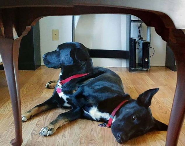 bu fotoraf teknolojisi sevgili evcil hayvanlarmz rktc bir ekilde deitirdiinde ise sahipleri bir hayli ard.   