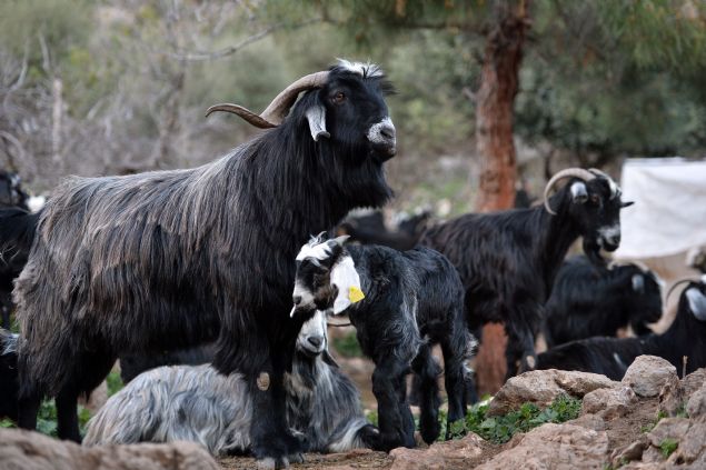 Kad�n�n rol�n�n Y�r�klerde �ok �nemli oldu�una dikkati �eken Savran, hem s�r�lerin yeti�tirilmesinde hem de ev i�lerinde onlar�n ailenin �o�u y�k�n� s�rtlad���n� aktard�. 