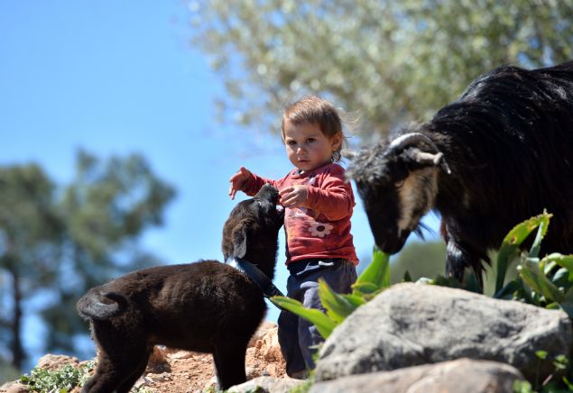 S�r�lerin birbirlerine kar��mamas� i�in de en �nemli g�revi �oban k�pekleri �stleniyor. Sahiplerince �zenle yeti�tirilen k�pekler, hayvanlar�n uzakla�arak ba�ka s�r�lerle kar��mas�n� engelliyor. 