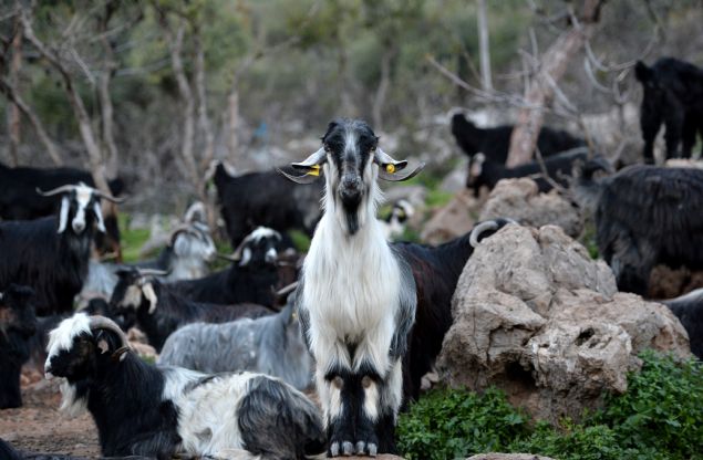 Savran, Y�r�klerin, ge�ti�i her b�lgeyi koruyarak sahip ��kt���n� vurgulayarak, �unlar� kaydetti:  <br><br>  'F�rt�nas�yla, ya�muruyla, r�zgar�yla, seliyle ve ya����yla do�a nas�l varsa Sar�ke�ili Y�r�kleri de ayn� do�a gibi vard�r. Bu ya�am bir ba�ka ya�am. Sa�l�k, mutluluk ve huzur bizde. Sevgi bizim toplulu�umuzda. Kavga nedir bilmeyiz. Kad�n ya da erkek aras�nda fark yoktur. Para ile �ok fazla i�imiz olmaz. E�er buna tan�kl�k etmek isteyen olursa �ad�r�m�z�n kap�s� yok, buyursunlar gelsinler.' 