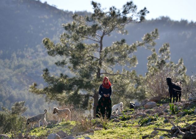 G�n�n ilk k�sm�n�, ge�en y�l 23 Nisan'da d�nyaya geldi�i i�in 'Bayram' ad�n� verdikleri 1 ya��ndaki o�luyla ilgilenerek ge�iren e�i 31 ya��ndaki Rukiye G�b�t de �ad�rda yapt��� temizli�in ard�ndan ��leden sonra dinlenmek i�in �ad�ra d�nen e�inin yerine ke�ilerin bak�m�n� �stleniyor. Rukiye G�b�t, s�r�y� gezdirerek bir kez daha otlat�lmas�n� sa�l�yor. 