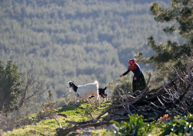 Anadolu Ajans� ekibinin konuk oldu�u �ad�rda ya�ayan 5 ki�ilik G�b�t ailesi, g�ne sabah�n ilk ���klar�yla ba�larken, odun ate�inde pi�irilen g�zleme ve ke�ilerden elde edilen s�tlerle �retilen peynirle kahvalt�lar�n� yap�yor. 