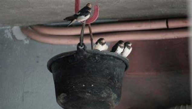 Baklk sistemini glendirdii ve hatta baz kanser trlerini de tedavi ettii dnlyor.          