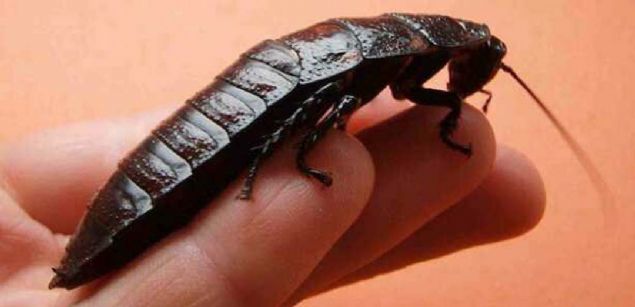 Bir hamam bcei 9 gn ba kopuk olarak, alktan lene kadar, yaayabilir                     