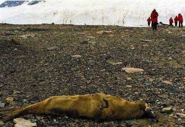 Dnya'nn en kurak blgesi olarak bilinen Antarktika'nn Kuru Vadi blgesine son 2.000.000 yldr hi ya dmemitir.                           