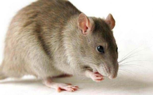 ABD'de fare yakalamak lisans gerektirir.                 