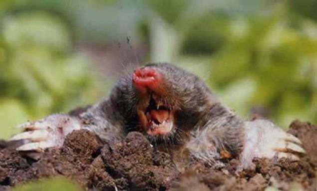 Bir kstebek sadece bir gecede 90 m. tnel kazabilir.                      