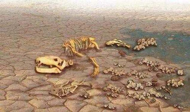 nmzdeki 300 yl ierisinde, gnmzde var olan trlerin tamamnn %75'inin soyu tkenecektir.                           