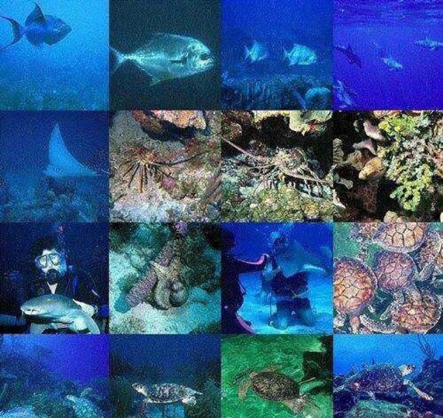 Okyanuslarda ortalama 1.000.000 adet tr yaad dnlmektedir. stelik tm okyanus trlerinin sadece %33'nn kefedildii dnlmektedir.                           