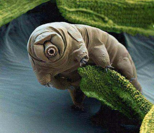 Dnya zerinde kefedilmi en dayankl canl olan Tardigrad, vakumlu uzay ortamnda 10 gn hayatta kalabilmektedir.                           