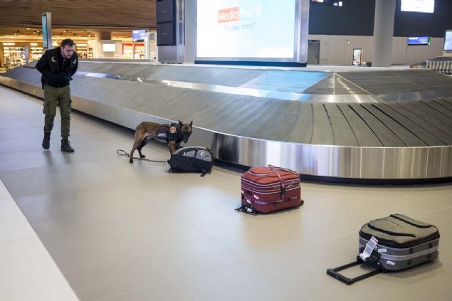 14 hafta sren bran eitimini kpek ve idarecisi birlikte alyor. Banknot dedektr kpeklerin eitimi tedavldeki Trk liras ve dviz banknotlarla gerekletiriliyor. Eitimlerin tamamlanmasnn ardndan kpekler idarecileriyle grev yapacaklar blgelere gnderiliyor. Bu kapsamda havalimanlarnda da 'nakit' dedektr kpekler, greve balatld.   