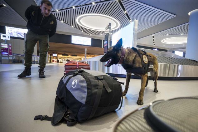 Kpekler, yurt dna gidi ve gelilerde yolcularn antalarn koklayarak yannda belli bir limitin zerinde parann tespiti iin gmrk muhafaza memurlarna yardmc oluyor. Bu amala stanbul Havaliman'nda da 'Janti' isimli kpek grevlendirildi.   