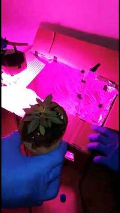 Organik sera ele geirildi   <br><br>  ilide ise bir eve giren polis, yapt incelemelerde organik bir sera ele geirdi. Seraya polis tarafndan el konulurken, evdeki pheliler ise gzaltna alnd. Polis helikopterinin de havadan destek verdii operasyonda hassas burunlu narkotik kpekleriyle de didik didik arama yapld.   