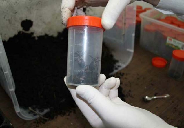 Adalar Orman letme eflii'ndeki laboratuvarda ylda 10 bin adet gladyatr bcek retildiini belirten elen, yle devam etti: 