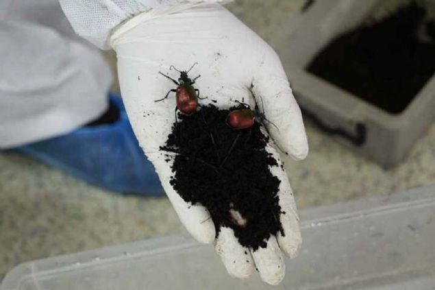 Yabanc heyetler eitim amacyla geliyor   <br><br>  stanbul'daki ormanlk alanlarda, hem grnt kirlilii hem de insanlarda alerjik reaksiyonlara sebep olduu iin en zararl bcein am kese bcei olduunu aktaran elen, bu trn, biyolojik, biyoteknik ve mekanik olarak yumurta koan ile kese toplama eklinde, Trkiye genelinde de en fazla mcadele edilen bir tr olduunu kaydetti. 