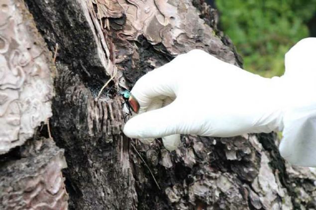 elen, am kese bceini yiyerek beslenen 'gladyatr bcek' ad verilen calosoma sycophantalarn doada az bulunduuna dikkati ekerek, poplasyonunun artrlmas iin bu trn desteklenmesi gerektiini dile getirdi. 