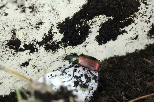 Trkiye ile yaplan uluslararas anlamalar erevesinde yabanc heyetlerin de eitim amacyla laboratuvara gelerek buradaki almalar incelediini belirten elen, bu dnemde gelen Krgz heyetine de orman zararlaryla ilgili mcadele ve laboratuvar almalaryla ilgili bilgi verildiini dile getirdi.   <br><br>  (AA) 