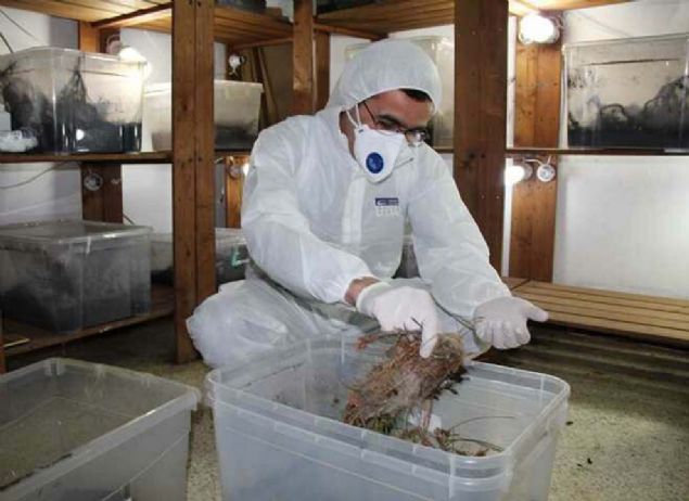 Piknik ve mesire yerlerine braklyor   <br><br>  Ahmet Yasin elen, 'Biyolojik mcadele kapsamnda yaplan retimle zararly kendi zararlsyla yok ederek poplasyonu denge altna almaya alyoruz. Laboratuvarda rettiimiz gladyatr bcekleri doaya salyoruz. Daha nce saldmz erginlere de doada rastlyoruz.' diye konutu. 