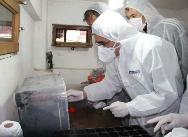 'lk etapta salnmak iin retilen 4 bin civarnda bceimiz hazr. Bunlarn bir ksm doaya saldk. 15 gn ierisinde de bu yl retilen 10 bin bcei doaya salm olacaz. Ylda bir kere, yaklak 2 ayda retilen gladyatr bcei bu mevsimde doaya salyoruz. htiya duyulan zellikle piknik ve mesire yerlerinde, halkn bulunduu ormanlk alanlara bu bcei brakyoruz. 2005'ten beri bu laboratuvarda retim almalarmz devam ediyor. Toplamda 153 bin calosoma sycophanta larvas reterek stanbul'daki ormanlara braktk.' 