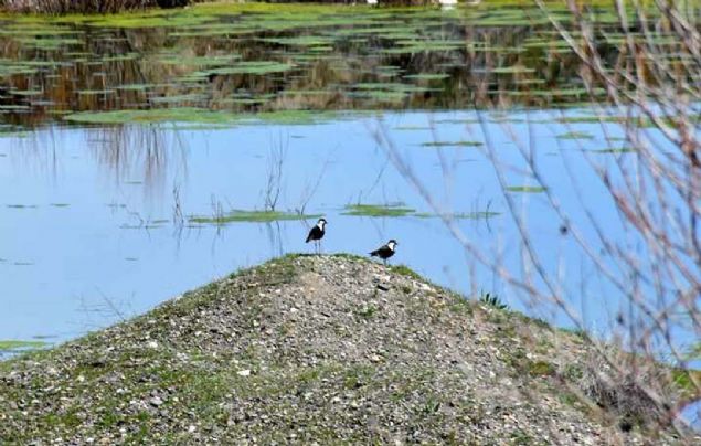 Bahar�n geli�iyle sahaya ��kt�klar�n� anlatan �zl�, 'Arkada�lar�m�zla alan taramas� yap�yoruz. Ku�lar�n nerede yuvaland���n� ve say�s�n� tespit ediyoruz. Bu tespitlerimiz genellikle nesli t�kenmekte olan ku� t�rleridir.' diye konu�tu. 
