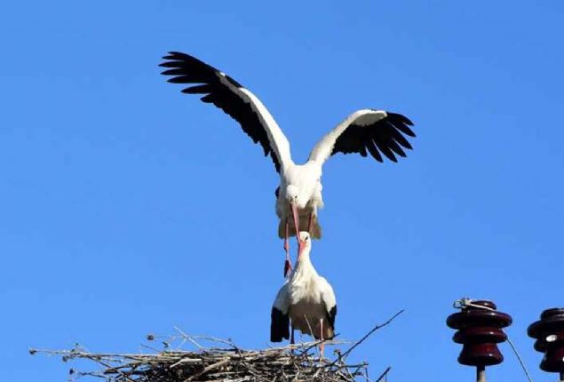 'Bu ku� t�rleri ilimizde konakl�yor, �reme ve kulu�ka s�recini ge�iriyor. Bunlar�n en �nemli g�stergelerinden biri de nesli tehlike alt�nda olan toy, telli turna, mezgeldek ve s�rmeli k�z ku�lar�n�n varl���d�r... 
