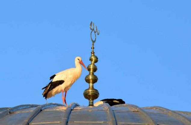 Saha g�zlem ekibinden Turgay �zl� de �e�itli ku� t�rlerinin bulundu�u bir co�rafyaya sahip olduklar�n� belirtti. 