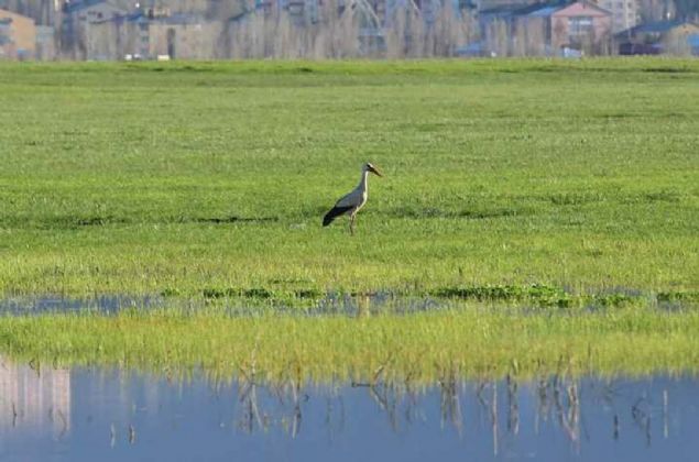 Dernek Ba�kan� Kas�m Avci, Mu�'ta 7 y�ld�r ku� g�zlem analizi yapt�klar�n� s�yledi. 