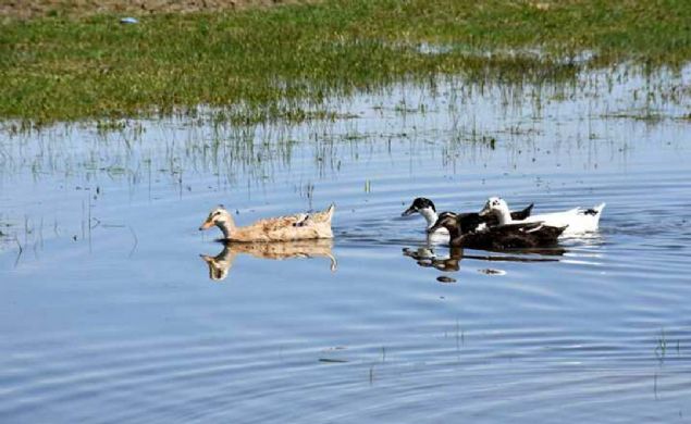 Zengin bir co�rafyaya sahip olduklar�n� ve Mu�'un �ok �e�itli ku� t�r�ne ev sahipli�i yapt���n� anlatan Avci, ��yle konu�tu: 