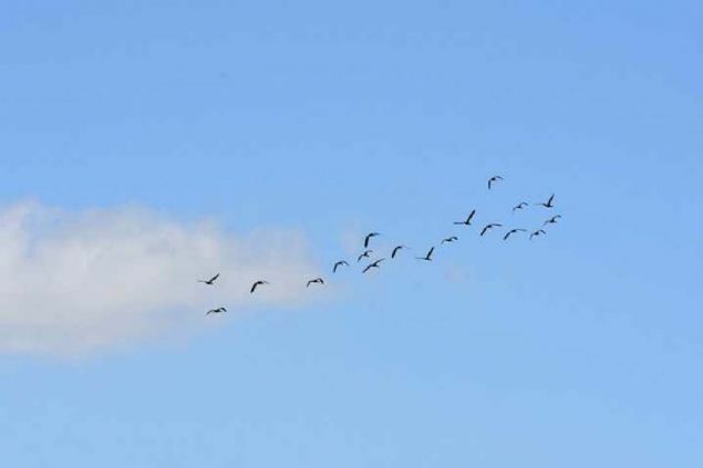 Murat Nehri ve Karasu Irma�� ku� t�rleri i�in cazip. �limiz ku� t�r� say�s� de�erlendirildi�inde T�rkiye ortalamas�n�n �st�ndedir. T�rkiye ku� t�r� ortalamas� 485'tir. Bahar ve g�z d�nemlerinde binlerce �e�it ku� t�r� g�� g�zergah� olmas�ndan dolay� buray� tercih ediyor.' 