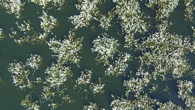 Yayman, gln turizme kazandrlmasyla ilgili baz planlamalar yaptklarn syleyerek, 'Burann suyu yaz aylarnda azalyor. Bunu nleyip, gerekli dzenlemeleri yapp, nmzdeki dnemde buray turizme kazandrmak istiyoruz. Krkhan'daki Glba Gl gibi buray da Trkiye'nin gndemine sunmak istiyoruz. Burann en nemli zellii bakir olmasdr. nallah buray ksa zamanda Hatay'n, Trkiye'nin turizmine kazandracaz.' deerlendirmesinde bulundu.  