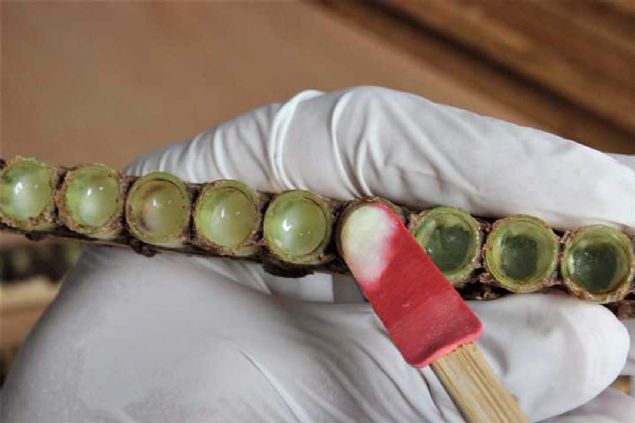 zellikle aileler ocuklarnn geliimi iin alyorlar. ocuk sahibi olmak isteyenler ve hasta olanlarda alyor. Bu ar stn eksi 18 derecede 24 ay saklanabiliyor... 