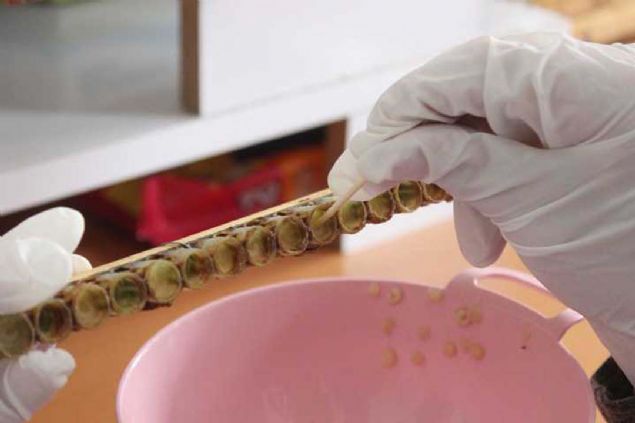 Bu petekleri 72 saatin sonunda sam yapyoruz. 120 kovandan gnlk 36 peteini sam yapyoruz... 