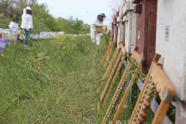 Bu kovanlardan da yaklak 400 gram ar st elde ediyoruz. Bu ar stnn kilosunu ise 6 bin liradan satyoruz...  