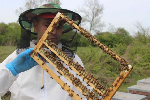 Hasat edilen bu stn kilosu ise 6 bin liradan sata sunuluyor. Olduka ok alcs olan bu st sade veya bal polen ile kartrlarak satlyor. 