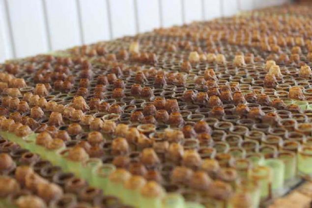 120 kovan ars olan bir arc bunun 36 kovanndan her gn ar st sam yapabiliyor. 36 kovan ardan ise gnde 400 gram ar st hasat ediliyor. 