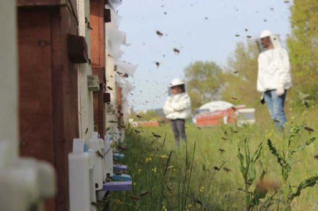 Her yl Nisan aynda balayp Eyll ayna kadar hasad devam eden ar st kovanlardan kartlmaya baland.  
