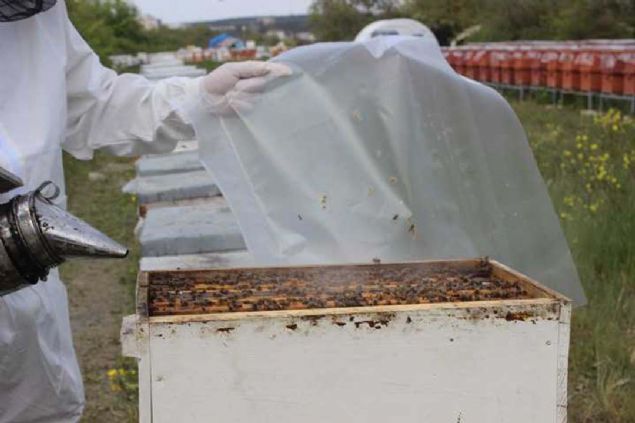 la ve kozmetik sektrnde kullanlan ve zellikle ocuu olmayan iftlerin tercih ettii ocuklarn bakl glendirmesi iin talep gren ar st; kovanlardan byk zahmetle kartlyor. 